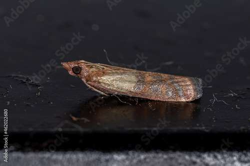 Adult Indian Meal Moth photo