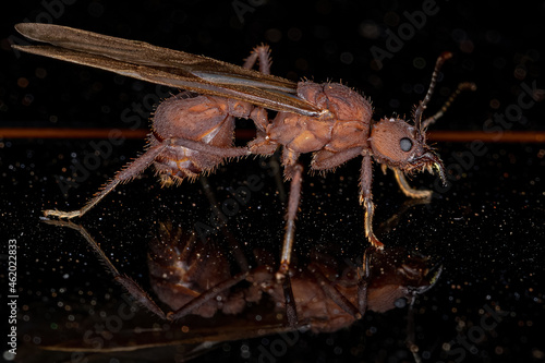 Adult Female Acromyrmex Leaf-cutter Queen Ant photo