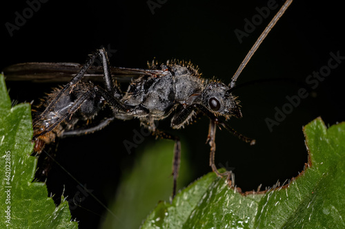 Adult Winged Male Ectatommine Ant photo