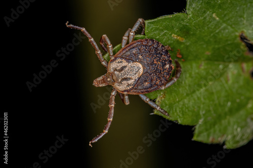 Female Adult Cayenne Tick photo