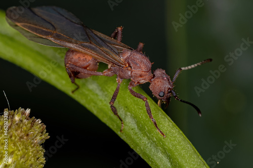 Adult Female Acromyrmex Leaf-cutter Queen Ant photo