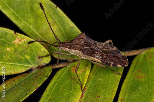 Adult Leaf-footed Bug photo