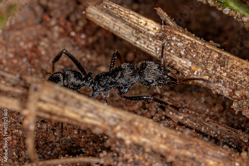 Adult Female Ectatommine Ant photo