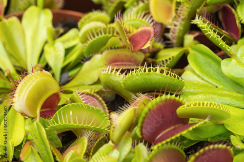 Venus Flytrap. Predatory Plant. American Carnivorous Plant. Insect Eater