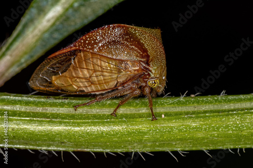 Adult Buffalo Treehopper photo