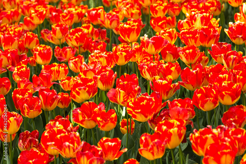 colorful flowers in a garden of Emirgan. Emirgan tulip festival, İstanbul. colorful flowers in a garden of Emirgan. Emirgan tulip festival, İstanbul.