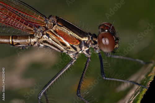 Adul Rubyspot Damselfly Insect photo