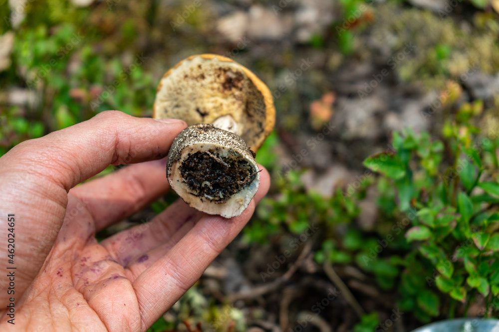 Wormy mushroom. Infection of fungi with worms. The leg of the mushroom is affected by parasites