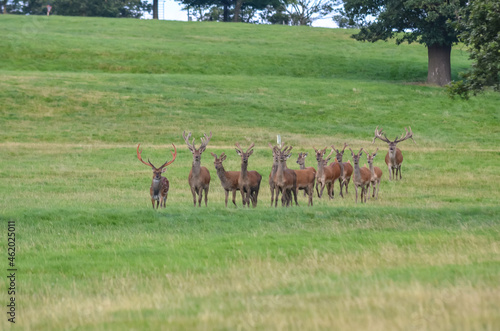 Herd of deer at Woburn Deer Park  England