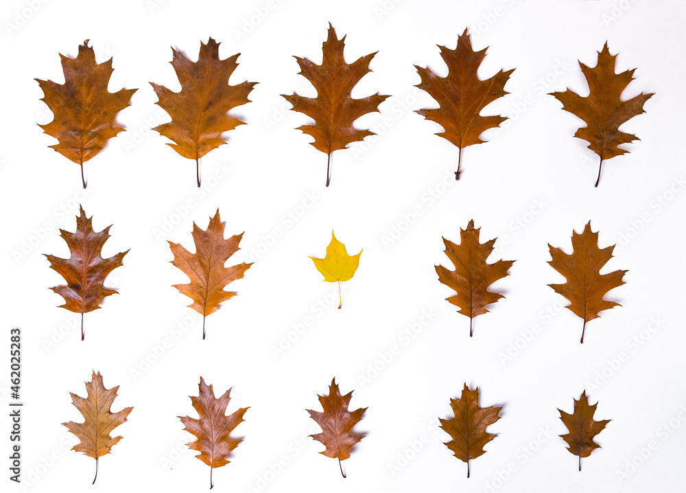 One yellow maple leaf in rows of brown autumn oak leaves lined in rows from large to small and isolated on a white background. One yellow maple leaf in rows of brown autumn oak leaves lined in rows from large to small and isolated on a white background.