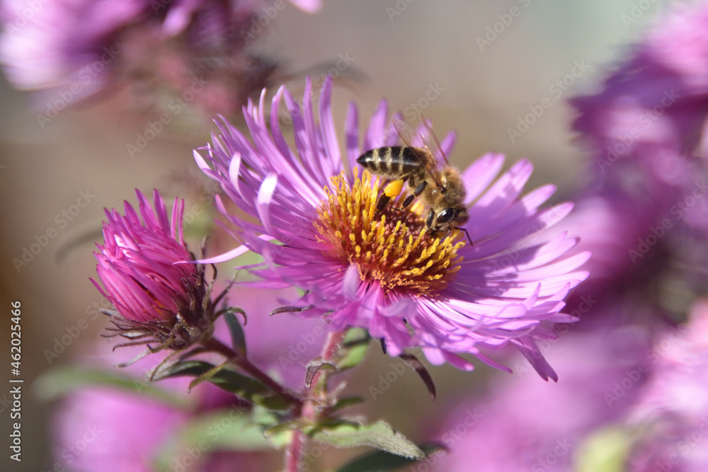 Pszczoła zbierajaca pyłek  - obrazy, fototapety, plakaty 