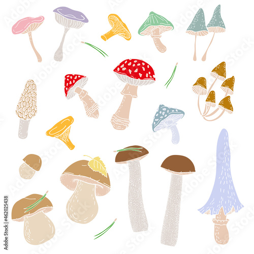 Vector image. Set of various forest mushrooms. The isolated image. Сhanterelle mushroom, porcini mushroom, boletus, morel, honey agarics, fly agarics, toadstools and edible mushrooms.