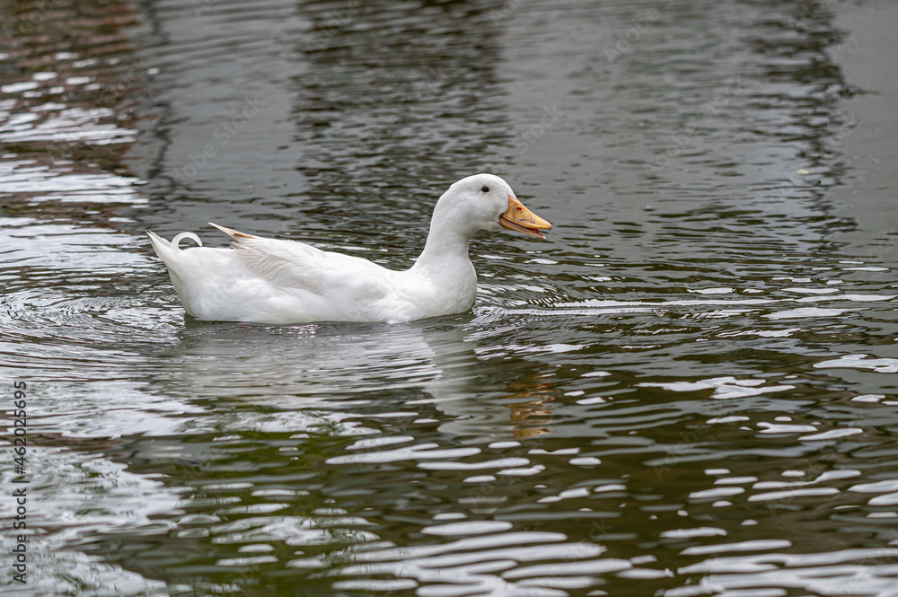 White pekin ducks