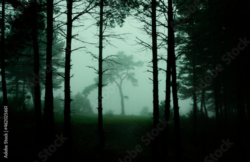 Fototapeta Naklejka Na Ścianę i Meble -  Atmospheric mysterous wood in fog 