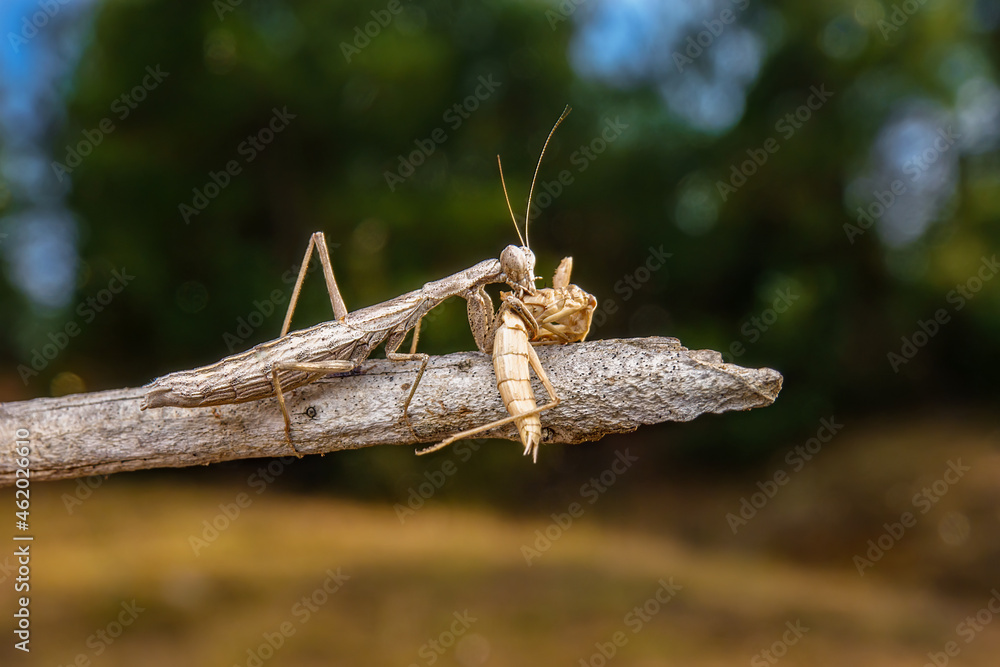 A female praying mantis eating her male. A female praying mantis eating her male.
