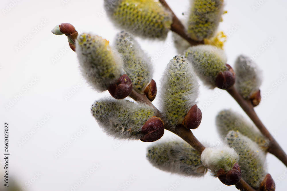 fluffy flowers bloom on a willow branch. Yellow flowers of a willow on a branch in the spring forest. beautiful festive spring background. nature, bokeh, close-up, Macro photo, text fluffy flowers bloom on a willow branch. Yellow flowers of a willow on a branch in the spring forest. beautiful festive spring background. nature, bokeh, close-up, Macro photo, text