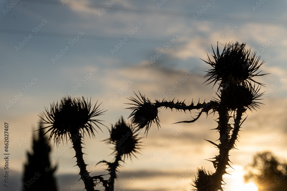 Close-up with unfocused background of some dry thistles, with the sun backlit.