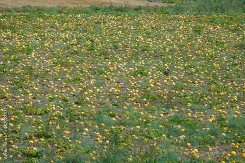 Ripe melons in the field.
