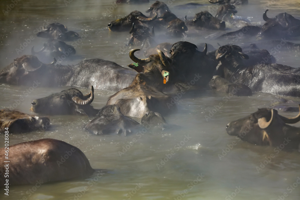 Fototapeta premium Many buffaloes are crossing the water.