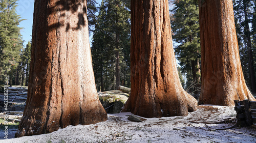 Huge trees in the Giant Forest of Sequoia and Kings Canyon National Park in California, USA.  photo