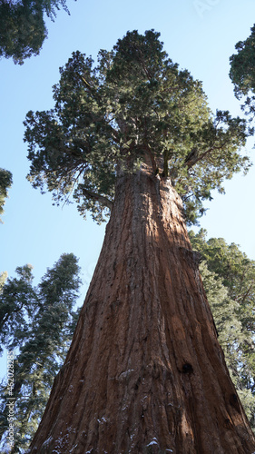 Huge trees in the Giant Forest of Sequoia and Kings Canyon National Park in California, USA. 