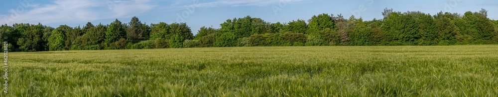 Fields of barley, Hordeum vulgare Fields of barley, Hordeum vulgare