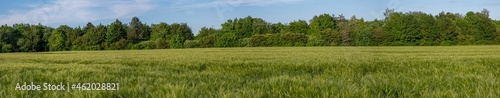 Fields of barley  Hordeum vulgare