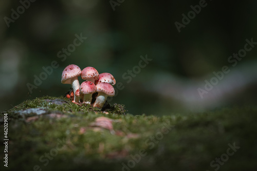Mushrooms in autumn forest sunlight green grass yellow and orange colors  