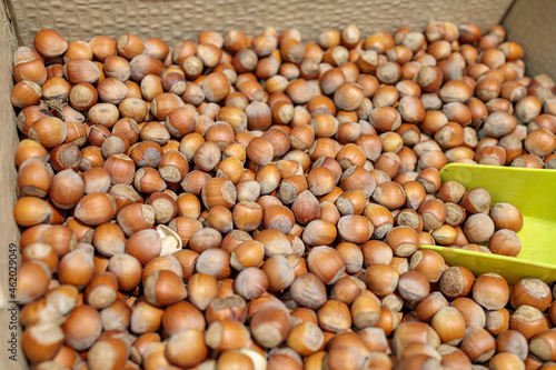 a lot of hazelnuts on the counter of the store