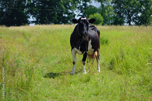 cow. Dairy cow in the pasture. black young cow, stands on green grass. spring day. milk farm. home animal. cattle. the cow is grazing in the meadow. close-up. black and white animal in green grass