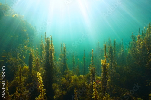 Algae and sunlight underwater in the ocean, (brown seaweeds Sargassum and Cystoseira) Atlantic, Spain, Galicia photo