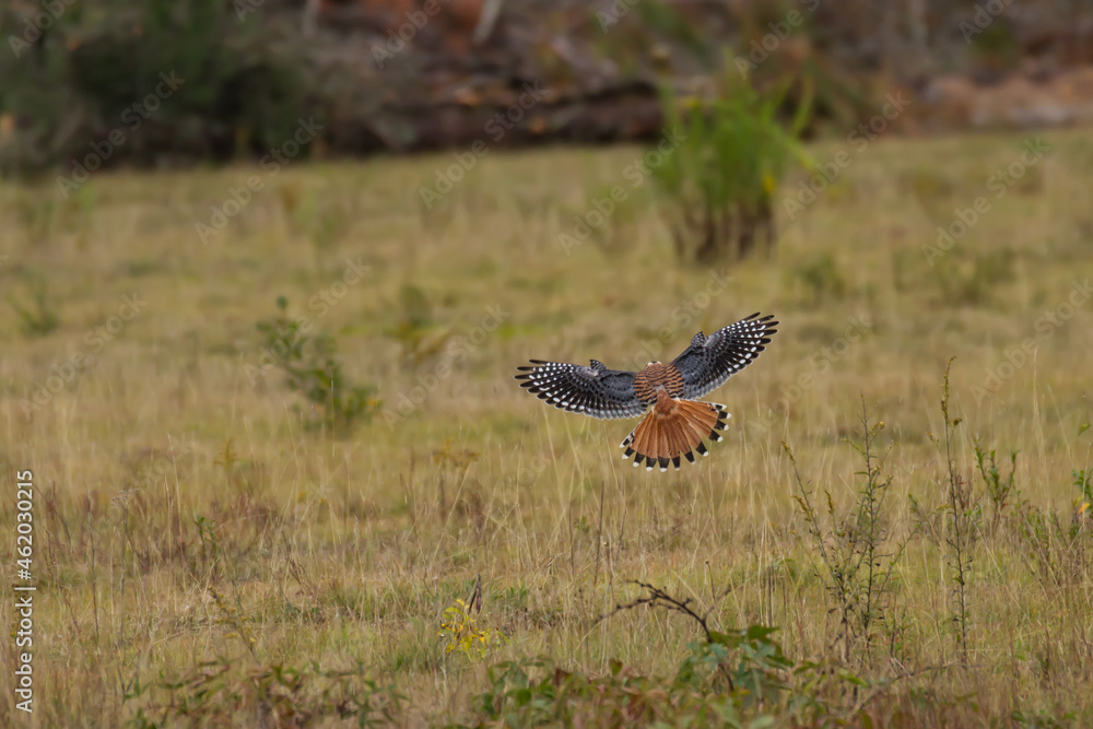 American Kestrel with its wings spread hovering over a field as it hunts for prey. 