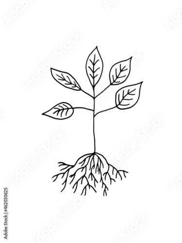 hand drawing tree