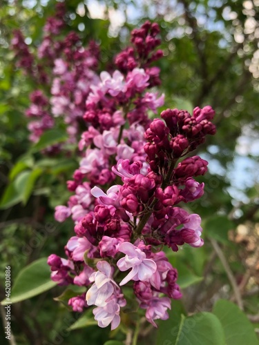 Beautiful French Lilacs