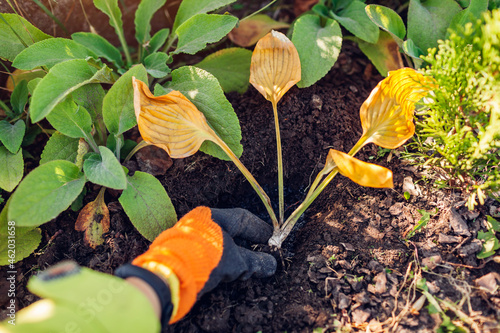 Autumn planting of hosta shade tolerant plant in fall garden. Gardener puts plant in soil