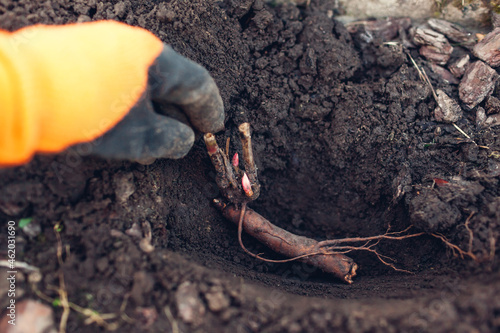 Fototapeta Naklejka Na Ścianę i Meble -  Gardener planting bare rooted peony tubers in soil in autumn garden. Fall propagation work