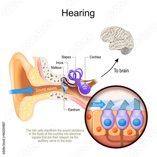 Hearing. Cross section of human's ear with Cochlea.