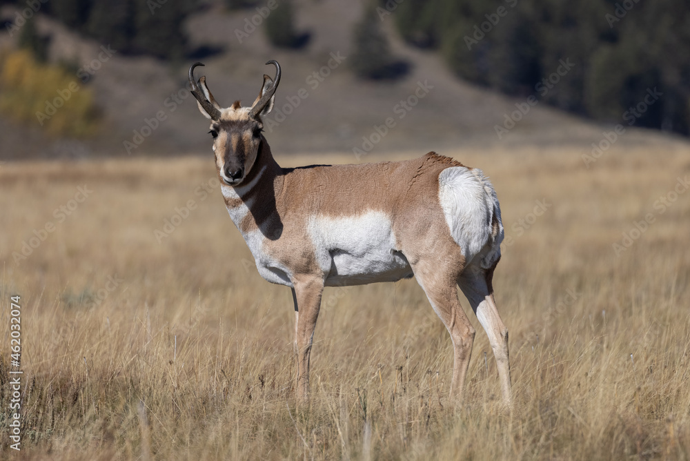 Pronghorn Antelope Buck in Wyoming in Autumn Pronghorn Antelope Buck in Wyoming in Autumn