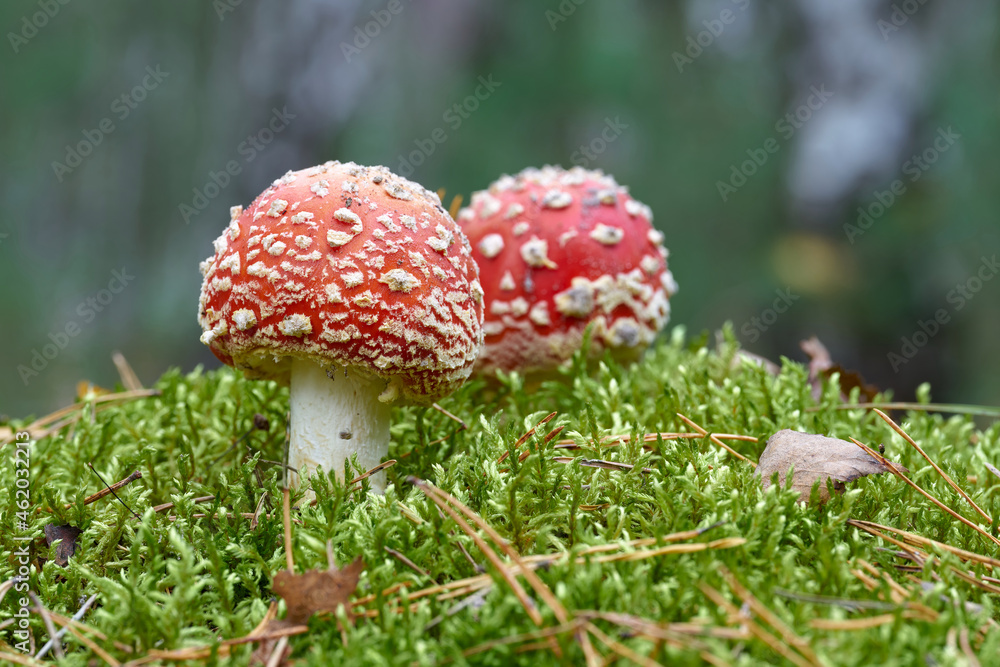 Toadstool (Amanita muscaria) grow on the forest floor in autumn Toadstool (Amanita muscaria) grow on the forest floor in autumn