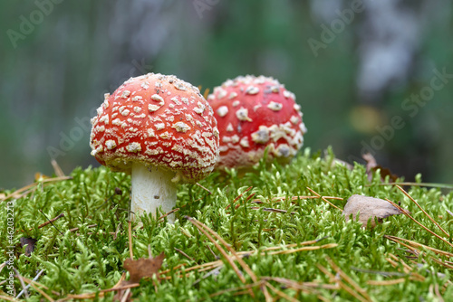 Toadstool (Amanita muscaria) grow on the forest floor in autumn