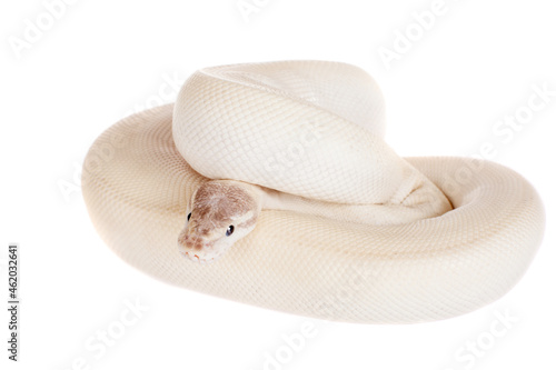 Royal Python, or Ball Python on white