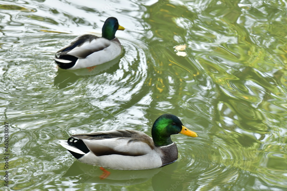 Obraz premium Canards 