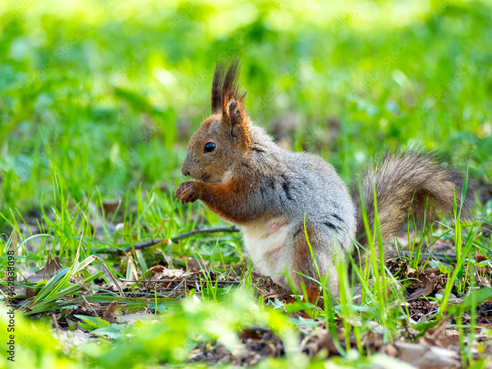 Large portrait of a squirrel sitting on the green grass in the park on a sunny spring day. Close up Large portrait of a squirrel sitting on the green grass in the park on a sunny spring day. Close up