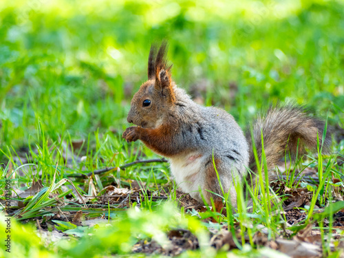 Large portrait of a squirrel sitting on the green grass in the park on a sunny spring day. Close up © Sergey
