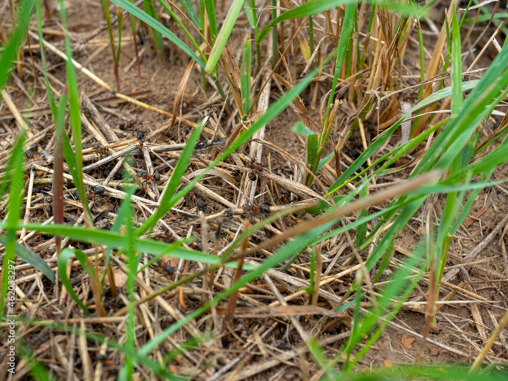 Fototapeta premium a lot of large ants are running around among the green grass. Selective focus