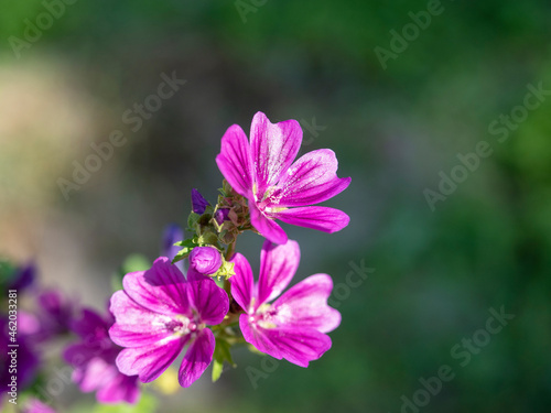 Close-up of Cranesbill Geranium flower in summer in the garden during the day. Ornamental plants for the decoration of the territory. blurred background