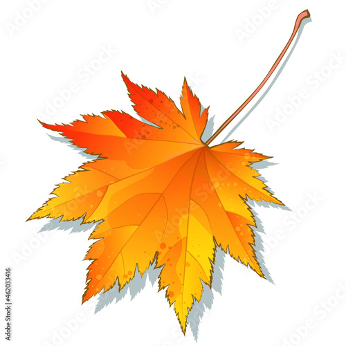 Colorful maple leaf in autumn color isolated on white background. Cartoon flat style vector illustration.