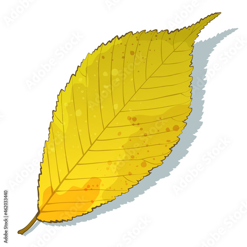 Single colorful elm leaf in autumn color isolated on white background. Cartoon flat style vector illustration.