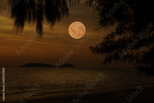 Full moon over the sea with silhouette tree branch.