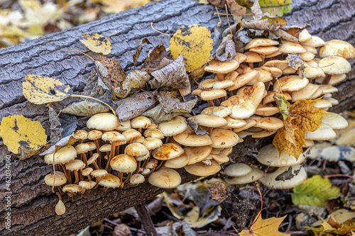 Group of inedible mushrooms growing on the trunk of a fallen tree
